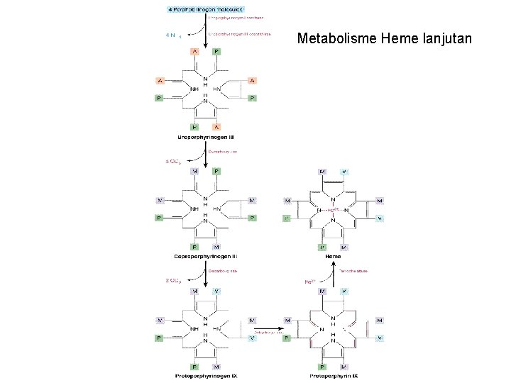 Metabolisme Heme lanjutan Biokimia Keperawatan /Syafrizayanti, M. Si 
