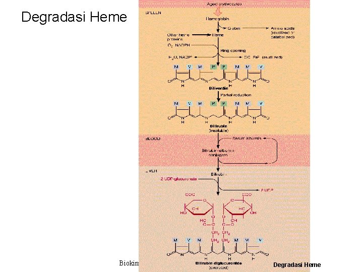 Degradasi Heme Biokimia Keperawatan /Syafrizayanti, M. Si Degradasi Heme 