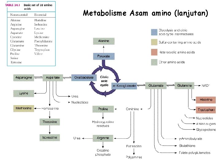 Metabolisme Asam amino (lanjutan) 