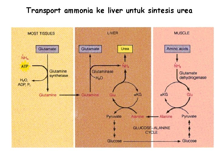 Transport ammonia ke liver untuk sintesis urea 