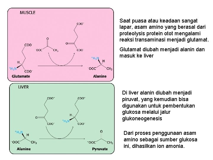 Saat puasa atau keadaan sangat lapar, asam amino yang berasal dari proteolysis protein otot