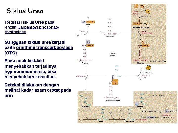 Siklus Urea Regulasi siklus Urea pada enzim Carbamoyl phosphate synthetase Gangguan siklus urea terjadi