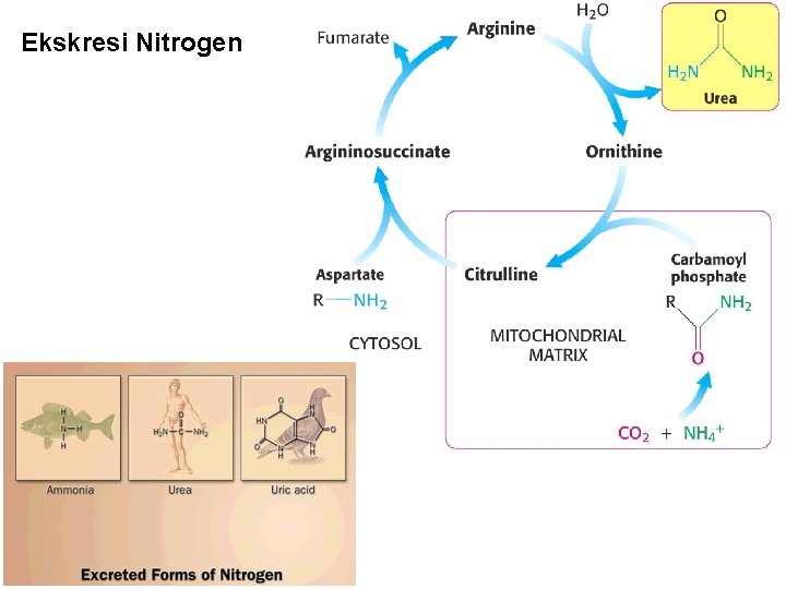 Ekskresi Nitrogen 