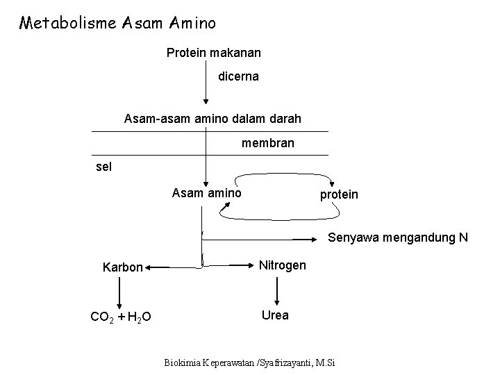 Metabolisme Asam Amino Protein makanan dicerna Asam-asam amino dalam darah membran sel Asam amino