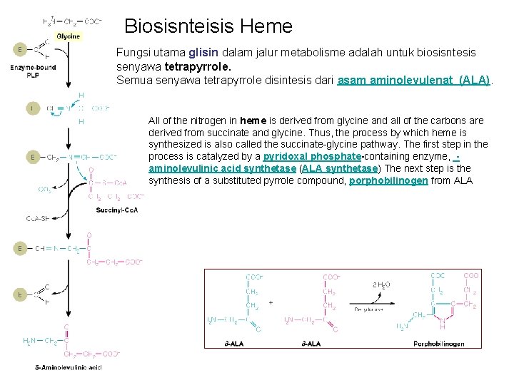 Biosisnteisis Heme Fungsi utama glisin dalam jalur metabolisme adalah untuk biosisntesis Biosintesis Heme senyawa