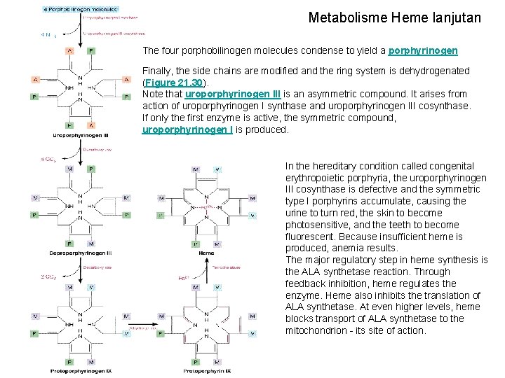 Metabolisme Heme lanjutan The four porphobilinogen molecules condense to yield a porphyrinogen Finally, the