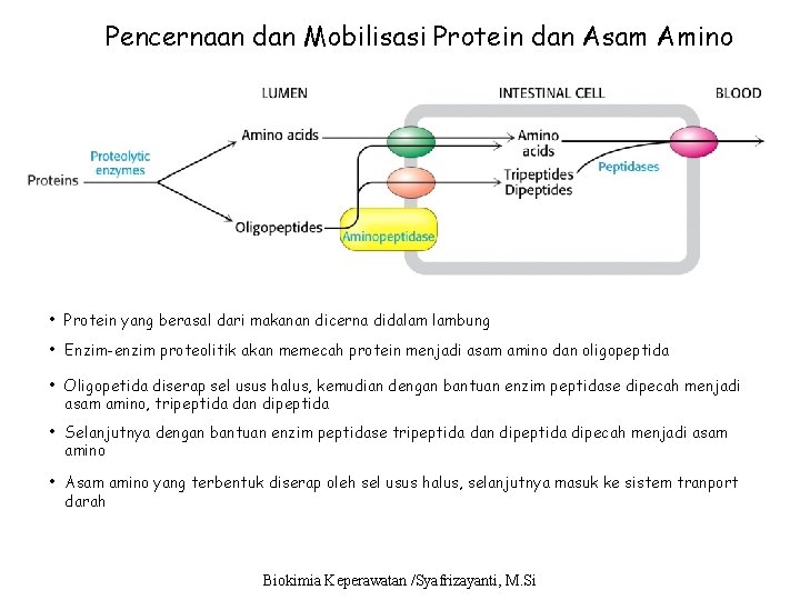 Pencernaan dan Mobilisasi Protein dan Asam Amino • Protein yang berasal dari makanan dicerna