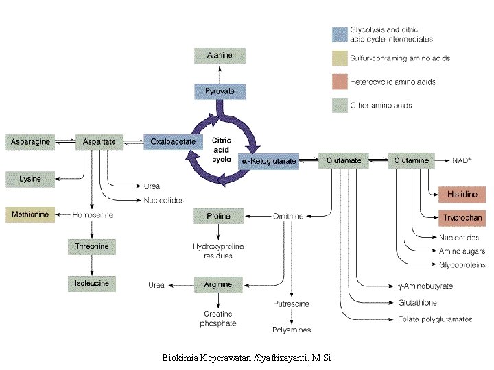 Biokimia Keperawatan /Syafrizayanti, M. Si 
