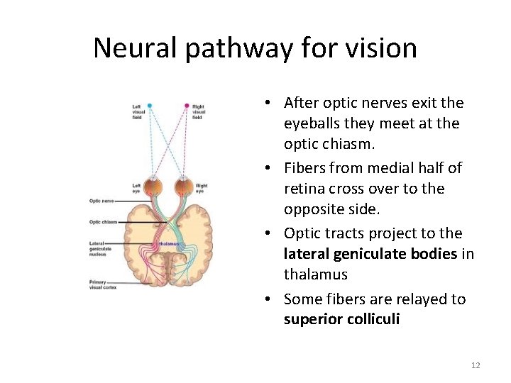 Neural pathway for vision • After optic nerves exit the eyeballs they meet at