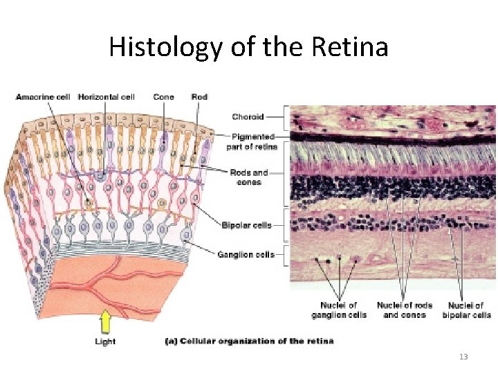 Histology of the Retina 13 