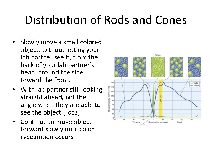 Distribution of Rods and Cones • Slowly move a small colored object, without letting