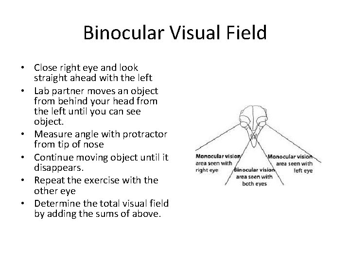 Binocular Visual Field • Close right eye and look straight ahead with the left