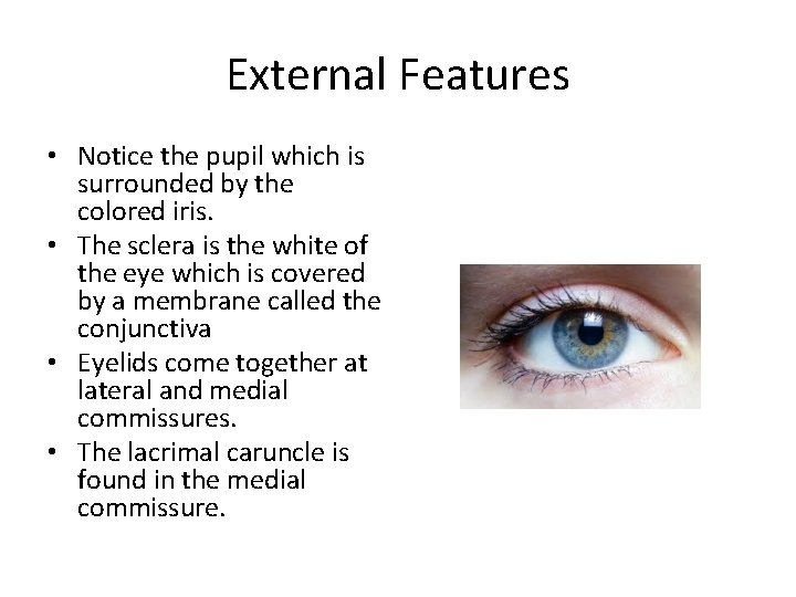 External Features • Notice the pupil which is surrounded by the colored iris. •