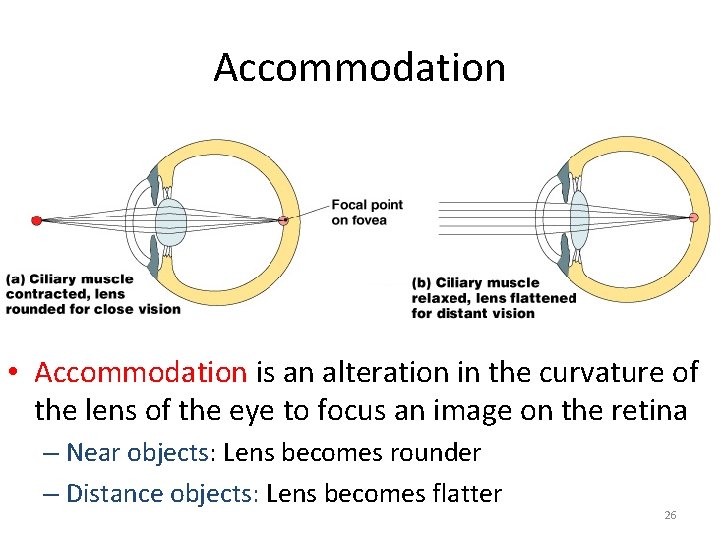 Accommodation • Accommodation is an alteration in the curvature of the lens of the