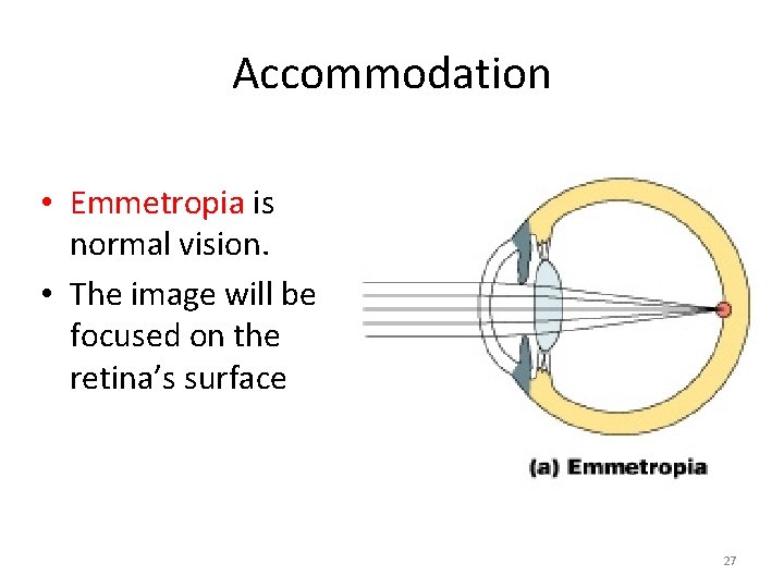 Accommodation • Emmetropia is normal vision. • The image will be focused on the