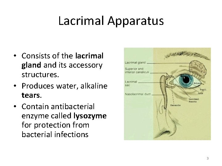 Lacrimal Apparatus • Consists of the lacrimal gland its accessory structures. • Produces water,