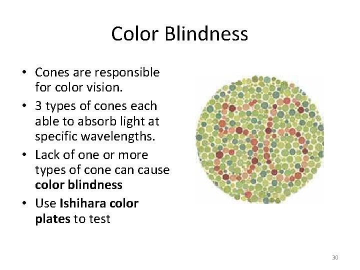 Color Blindness • Cones are responsible for color vision. • 3 types of cones