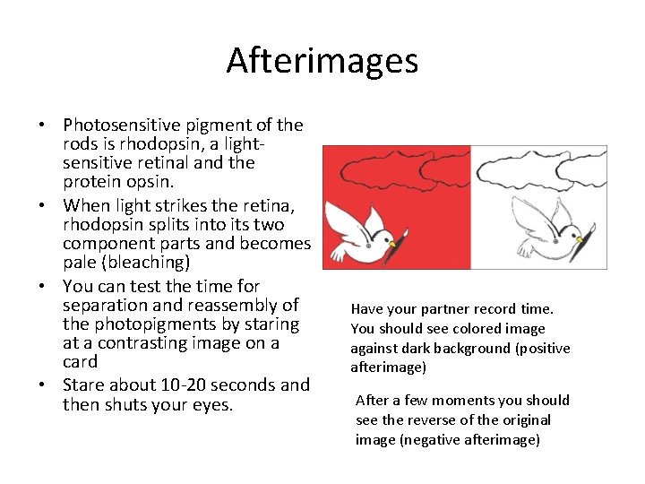 Afterimages • Photosensitive pigment of the rods is rhodopsin, a lightsensitive retinal and the