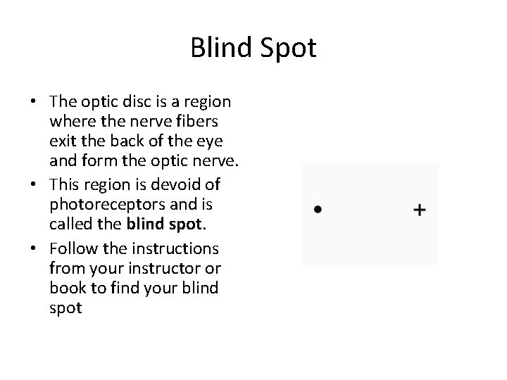 Blind Spot • The optic disc is a region where the nerve fibers exit