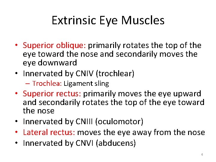 Extrinsic Eye Muscles • Superior oblique: primarily rotates the top of the eye toward