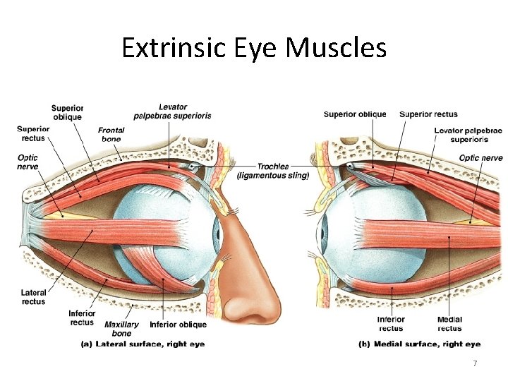 Extrinsic Eye Muscles 7 