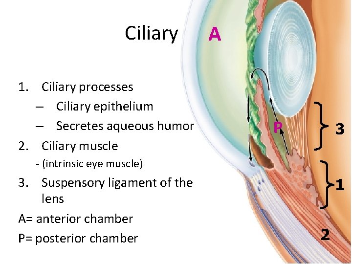 Ciliary body A 1. Ciliary processes – Ciliary epithelium – Secretes aqueous humor 2.