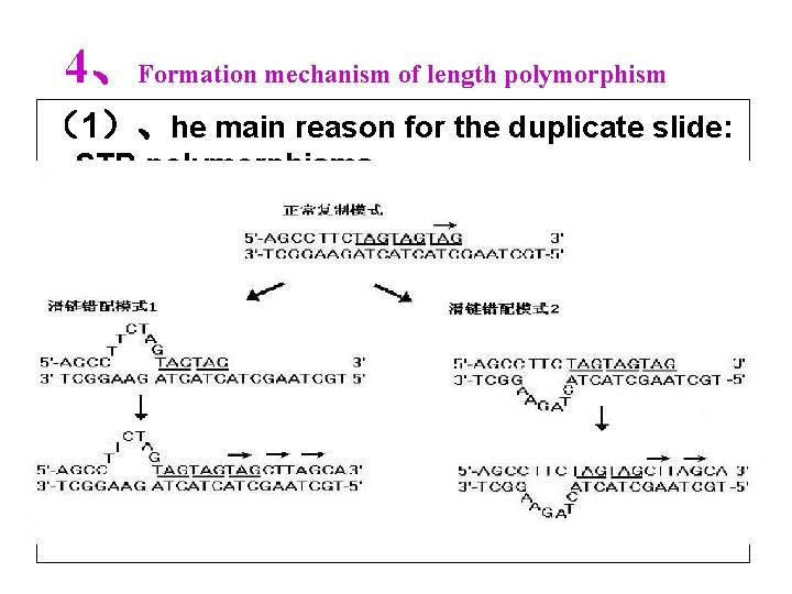 4、Formation mechanism of length polymorphism （1）、he main reason for the duplicate slide: STR polymorphisms