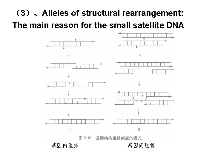 （3）、Alleles of structural rearrangement: The main reason for the small satellite DNA polymorphism 