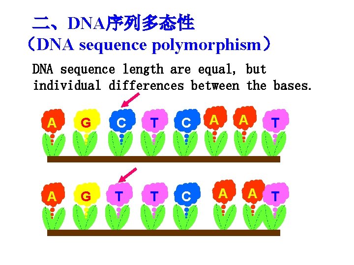 二、DNA序列多态性 （DNA sequence polymorphism） DNA sequence length are equal, but individual differences between the