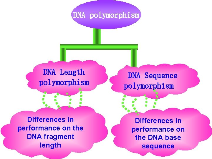 DNA polymorphism DNA Length polymorphism Differences in performance on the DNA fragment length DNA