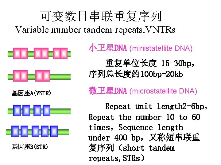 可变数目串联重复序列 Variable number tandem repeats, VNTRs 小卫星DNA (ministatellite DNA) 重复单位长度 15 -30 bp， 序列总长度约