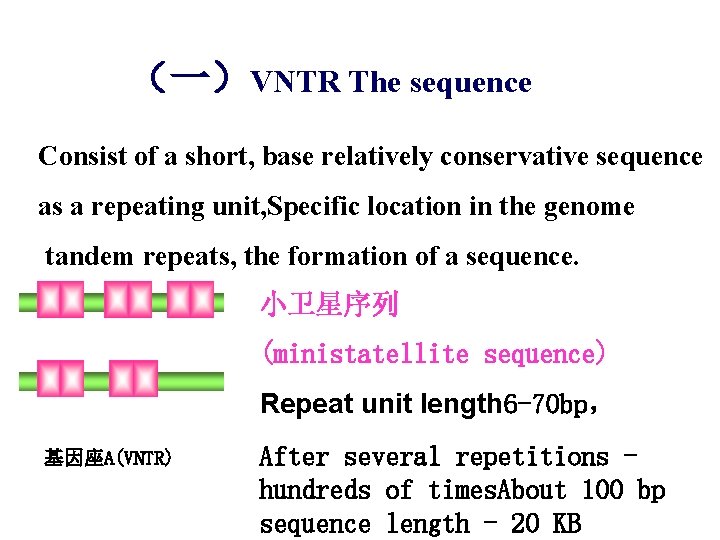 （一）VNTR The sequence Consist of a short, base relatively conservative sequence as a repeating