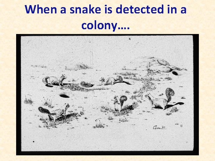When a snake is detected in a colony…. 
