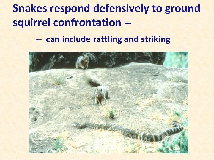 Snakes respond defensively to ground squirrel confrontation --- can include rattling and striking 