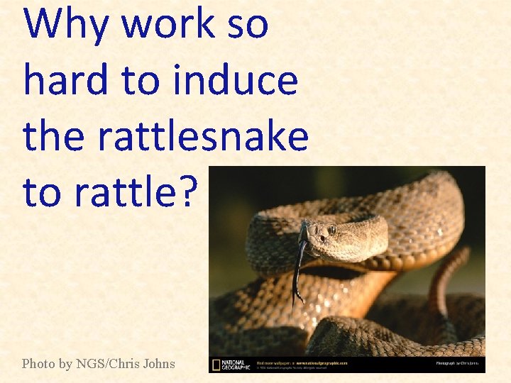 Why work so hard to induce the rattlesnake to rattle? Photo by NGS/Chris Johns