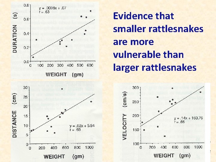 Evidence that smaller rattlesnakes are more vulnerable than larger rattlesnakes 