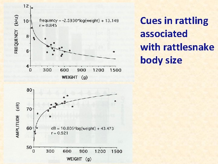 Cues in rattling associated with rattlesnake body size 