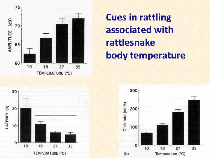 Cues in rattling associated with rattlesnake body temperature 
