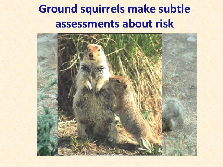 Ground squirrels make subtle assessments about risk 