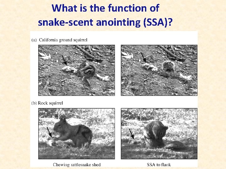 What is the function of snake-scent anointing (SSA)? 