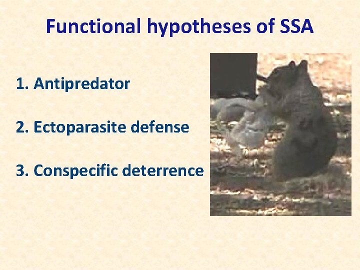 Functional hypotheses of SSA 1. Antipredator 2. Ectoparasite defense 3. Conspecific deterrence 