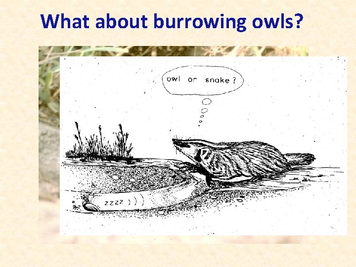 What about burrowing owls? 