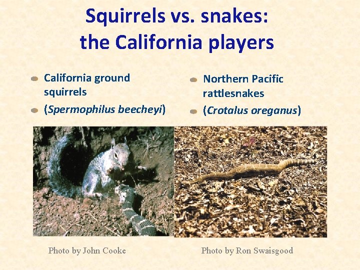 Squirrels vs. snakes: the California players California ground squirrels (Spermophilus beecheyi) Photo by John