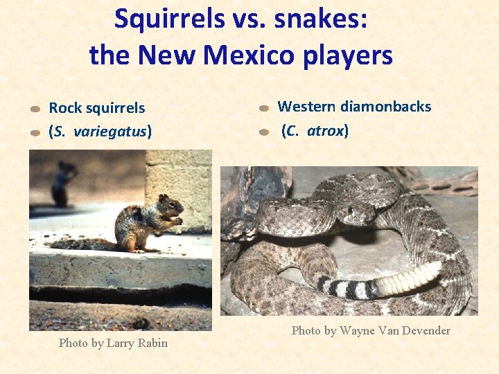 Squirrels vs. snakes: the New Mexico players Rock squirrels (S. variegatus) Photo by Larry