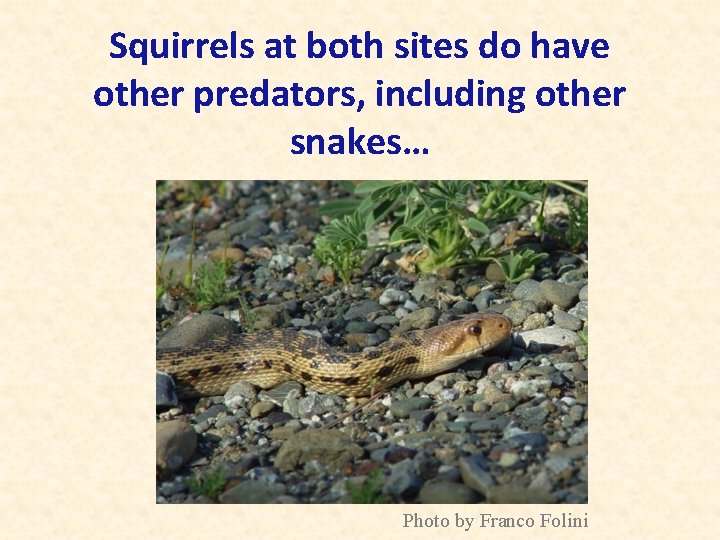 Squirrels at both sites do have other predators, including other snakes… Photo by Franco