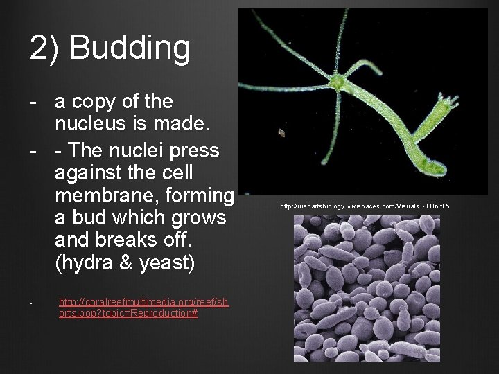 2) Budding - a copy of the nucleus is made. - - The nuclei