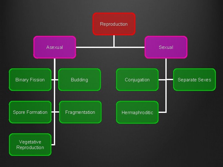 Reproduction Sexual Asexual Binary Fission Budding Conjugation Spore Formation Fragmentation Hermaphroditic Vegetative Reproduction Separate