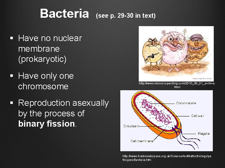 Bacteria (see p. 29 -30 in text) § Have no nuclear membrane (prokaryotic) §