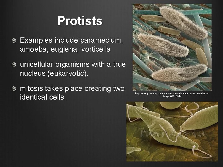 Protists Examples include paramecium, amoeba, euglena, vorticella unicellular organisms with a true nucleus (eukaryotic).