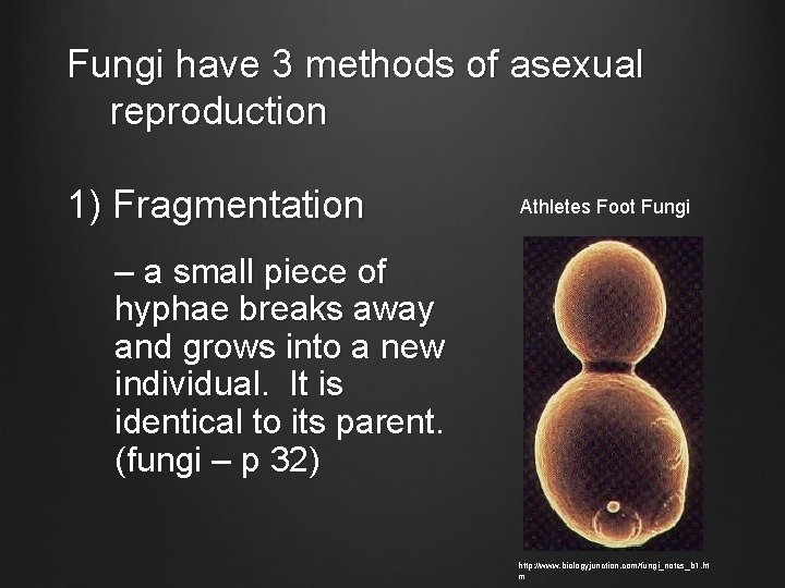 Fungi have 3 methods of asexual reproduction 1) Fragmentation Athletes Foot Fungi – a